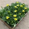 TAGETES 8 CM VANILLA CREAM MÅLSTA